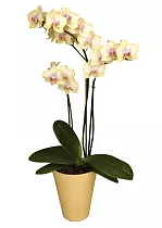 Фаленопсис 3 цветоноса - Phalaenopsis Limey D12 H60