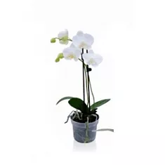 Фаленопсис Beijing Anthura 2 цветоноса - Phalaenopsis D12 H45