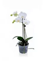Фаленопсис Beijing Anthura 2 цветоноса - Phalaenopsis D12 H45