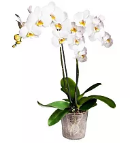 Фаленопсис Fortuna 2 цветоноса - Phalaenopsis D12 H50