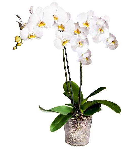 Фаленопсис Fortuna 2 цветоноса - Phalaenopsis D12 H50
