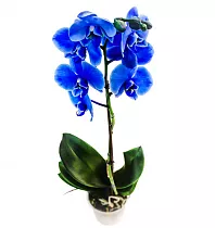 Фаленопсис Синий - Phalaenopsis D14 H80
