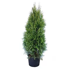 Туя - Thuja D27 H140