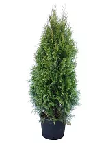 Туя - Thuja D27 H140