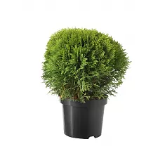 Туя шар - Thuja D17 H40