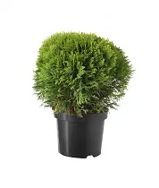 Туя шар - Thuja D17 H40