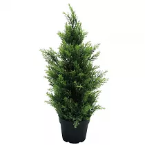 Туя - Thuja D20 H80