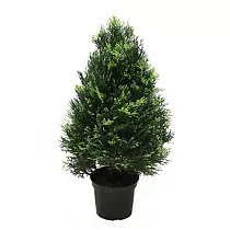 Туя - Thuja D25 H120