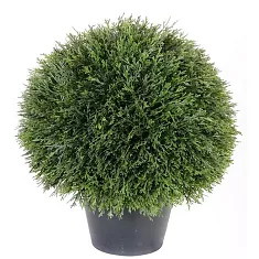 Туя шар - Thuja D24 D60