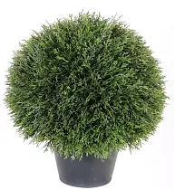 Туя шар - Thuja D24 D60