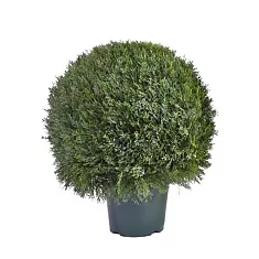 Туя шар - Thuja D21 H50
