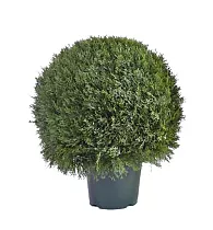 Туя шар - Thuja D21 H50
