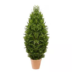 Туя - Thuja D32 H165