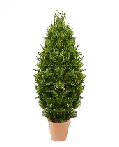 Туя - Thuja D32 H165