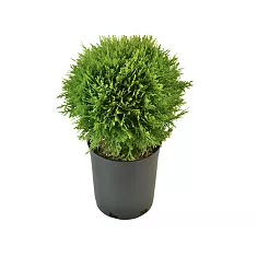 Туя шар - Thuja D15 H30