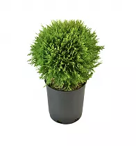 Туя шар - Thuja D15 H30