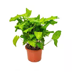 Калатея мозаичная Нетворк - Calathea Network D12 H35