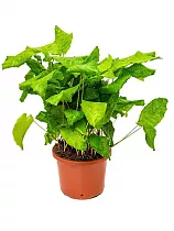 Калатея мозаичная Нетворк - Calathea Network D12 H35