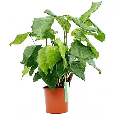 Калатея мозаичная Нетворк - Calathea Network D14 H50