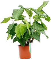 Калатея мозаичная Нетворк - Calathea Network D14 H50