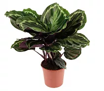 Калатея Мисти - Calathea Myst D17 H50