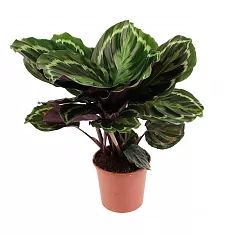 Калатея Мисти - Calathea Myst D17 H50