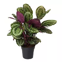 Калатея Мисти - Calathea Myst D27 H80