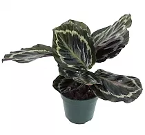 Калатея Мисти - Calathea Myst D14 H40