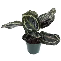Калатея Мисти - Calathea Myst D14 H40