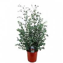 Эвкалипт Гунни Буш (Eucalyptus gunnii Bush) D24 H60 