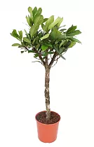 Фикус Циатистипула штамб - Ficus cyathistipula D24 H120