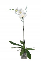 Фаленопсис гигантский 1 цветонос - Phalaenopsis gigantea Adelaide D15 H100
