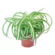 Хлорофитум кудрявый Бонни - Chlorophytum bonnie caribbean D15 H30