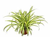 Хлорофитум вариегата - Chlorophytum Variegata D12 H25