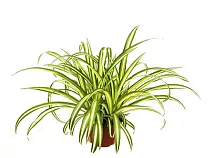 Хлорофитум вариегата - Chlorophytum Variegata D12 H25