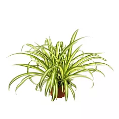 Хлорофитум вариегата - Chlorophytum Variegata D12 H25