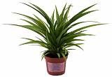 Chlorophytum C Green D12 H30