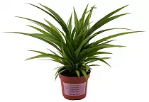 Chlorophytum C Green D12 H30