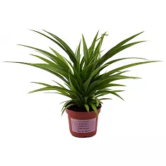 Chlorophytum C Green D12 H30