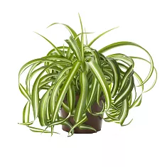 Хлорофитум кудрявый Бонни - Chlorophytum bonnie caribbean D18 H35