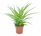 Хлорофитум comosum Lemon D12 H30