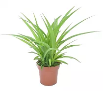 Хлорофитум comosum Lemon D12 H30