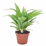 Хлорофитум comosum Lemon D10 H20