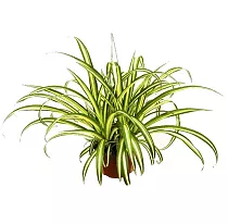 Хлорофитум вариегата - Chlorophytum Variegata D12 H30