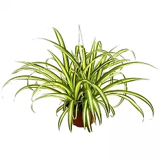 Хлорофитум вариегата - Chlorophytum Variegata D12 H30