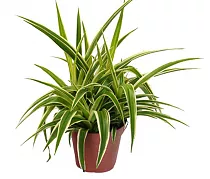 Хлорофитум комосум Ириш D12 H25