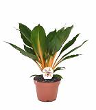 Хлорофитум Грин Оранж - Chlorophytum green orange D12 H45