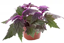 Гинура - Gynura D12 H20