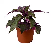 Гинура - Gynura D9 H15