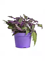 Гинура - Gynura D12 H15